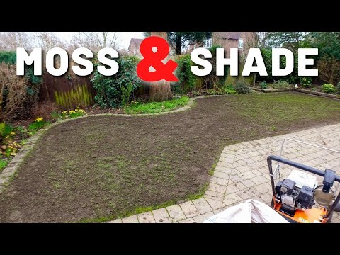 Shaded &amp; Mossy Full UK Lawn Care Rennovation