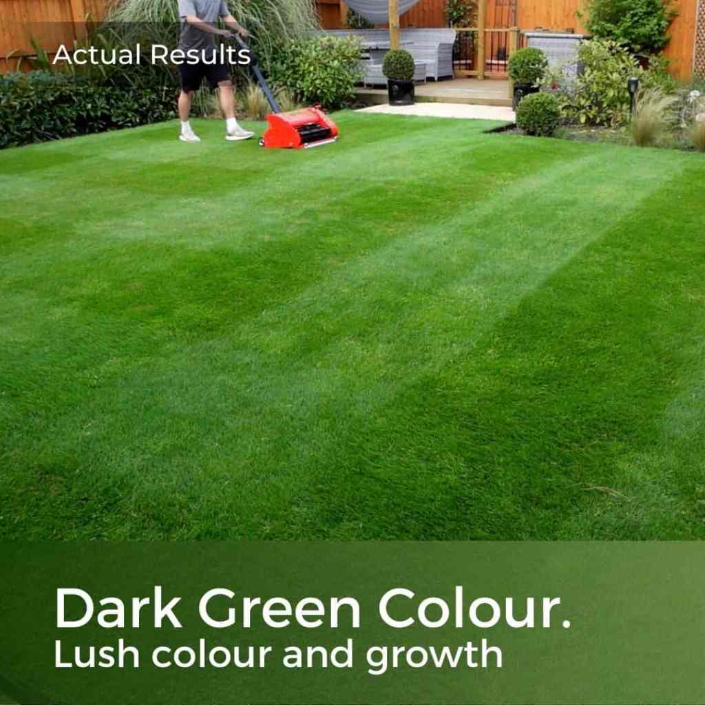 dark green grass seed