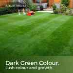dark green grass seed