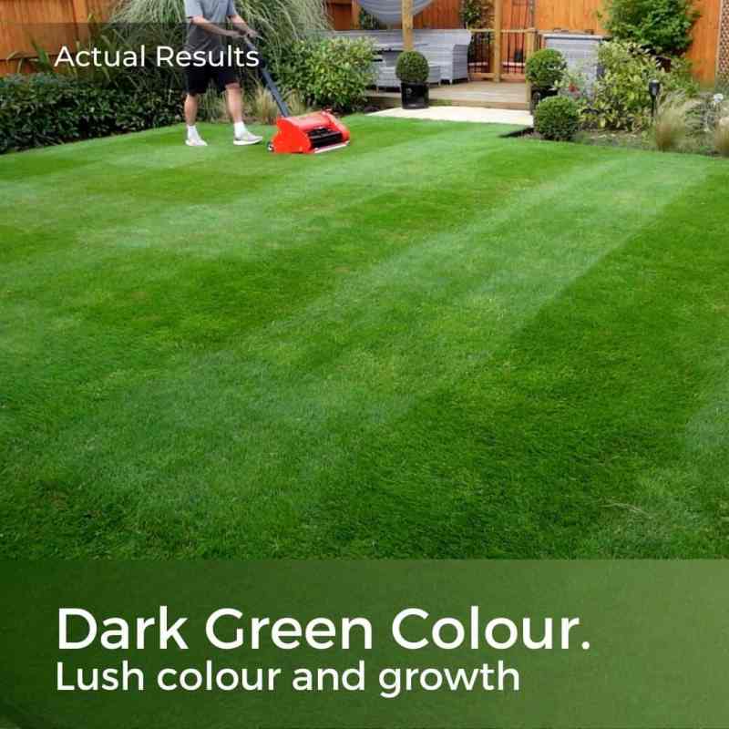 dark green grass seed