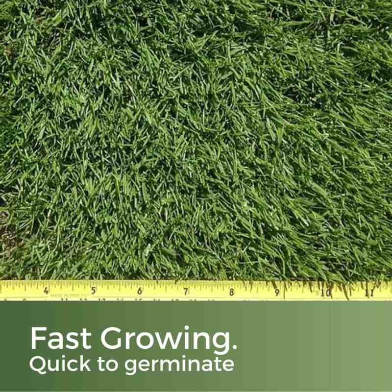 fast growing grass seed