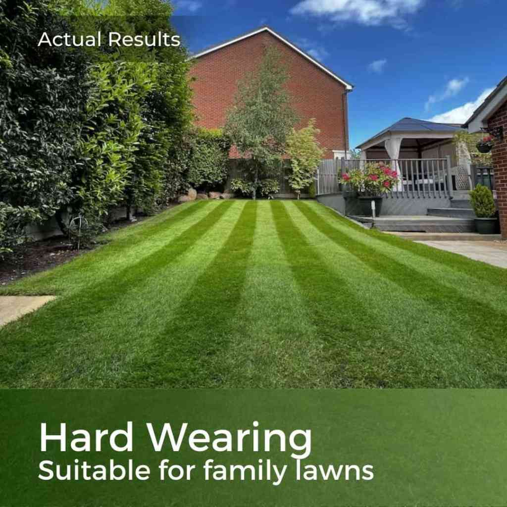 hard wearing grass seed