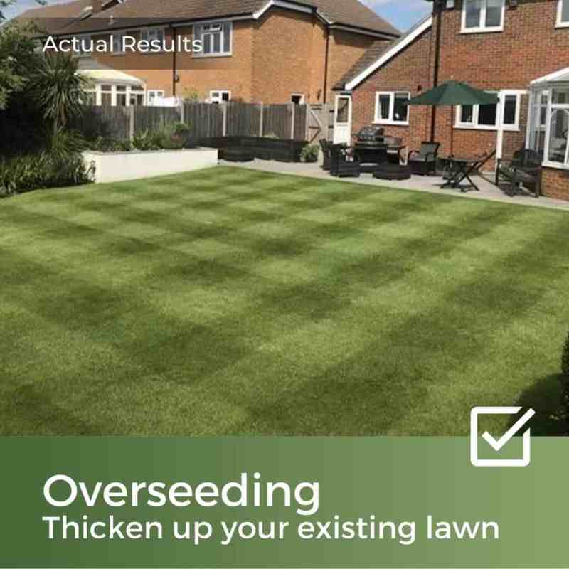 lawn seed for overseeding