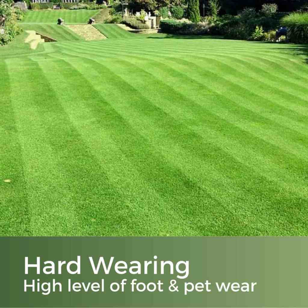 hard wearing grass seed