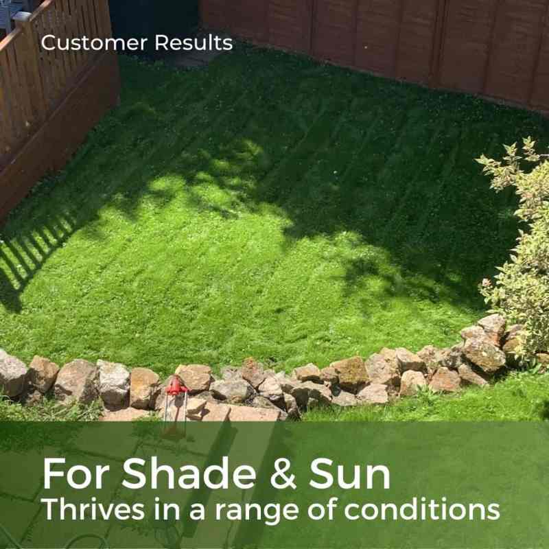 grass that grows in shade