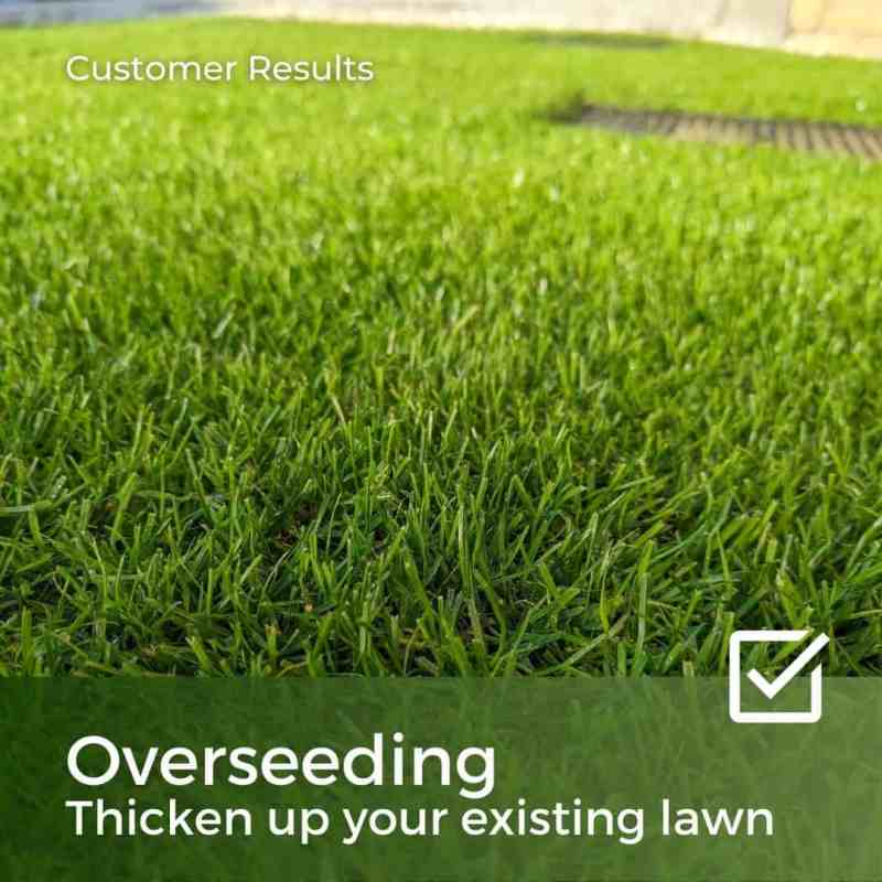 lawn seed for overseeding