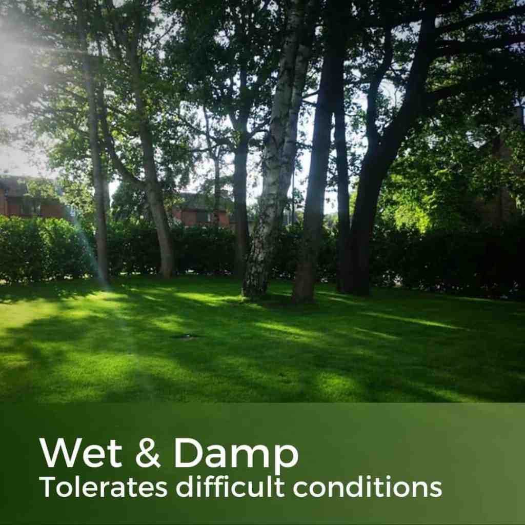 grass seed for wet lawns