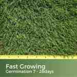 fast growing grass seed