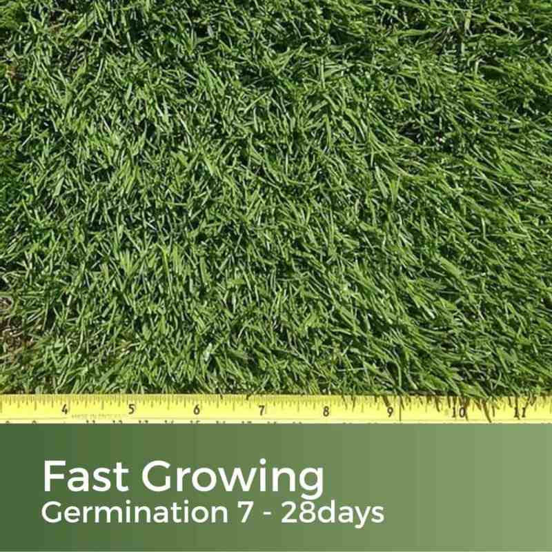 fast growing grass seed