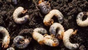 chafer grub lifecycle