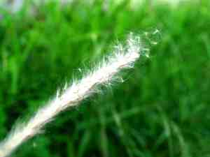 autumn blossom bright clover