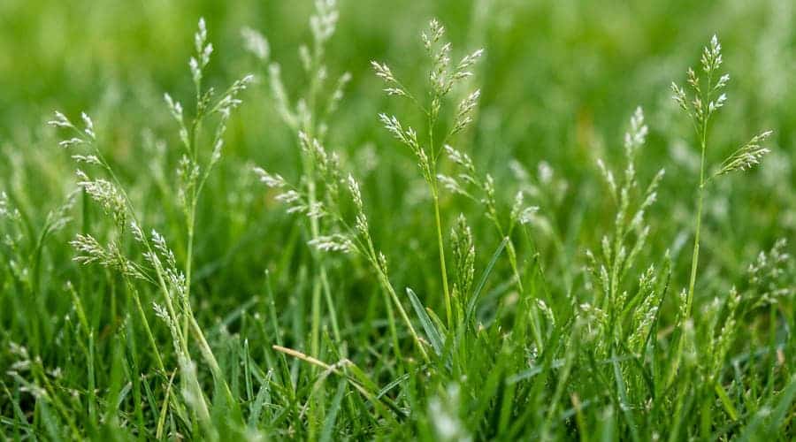 yorkshire fog and weed grass in lawns