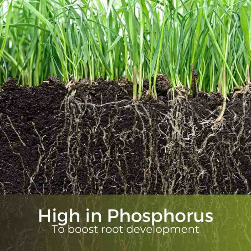 high phosphorus fertiliser