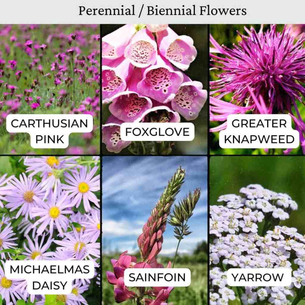 carthusian pink, foxglove, knapweed, daisy, sainfoin, yarrow