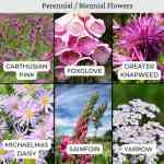 carthusian pink, foxglove, knapweed, daisy, sainfoin, yarrow