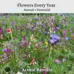 annual & perennial wild flower seeds