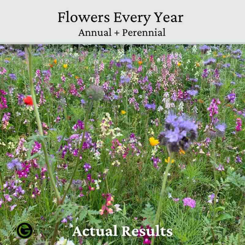 annual & perennial wild flower seeds