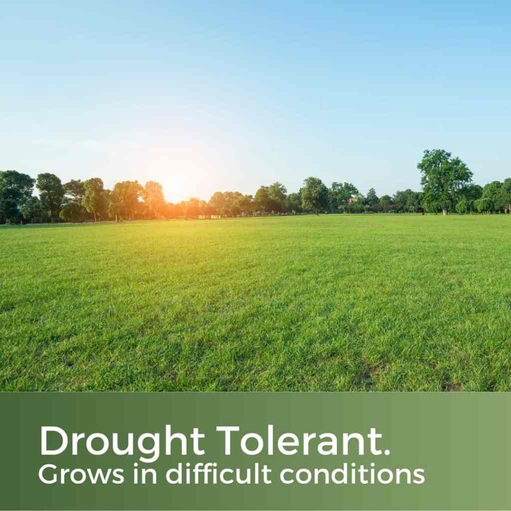 drought tolerant grass seed
