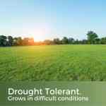 drought tolerant grass seed