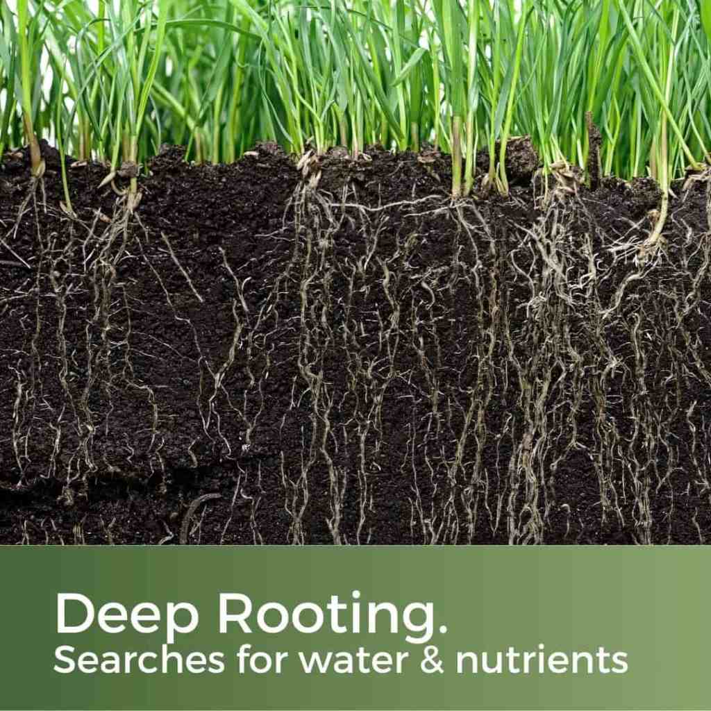 lawn seed for clay soil