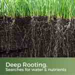 lawn seed for clay soil