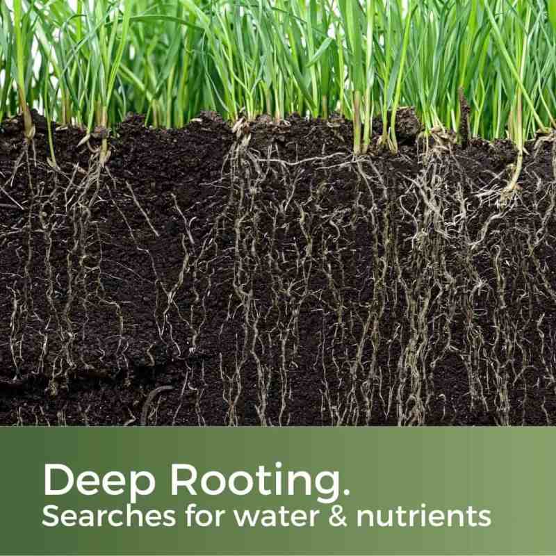 lawn seed for clay soil