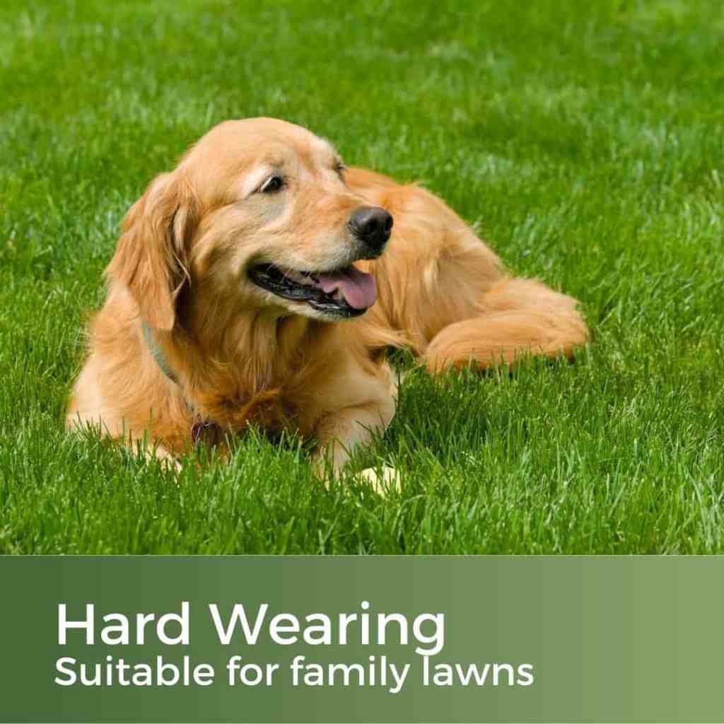 hard wearing lawn seed