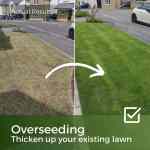 grass seed for overseeding