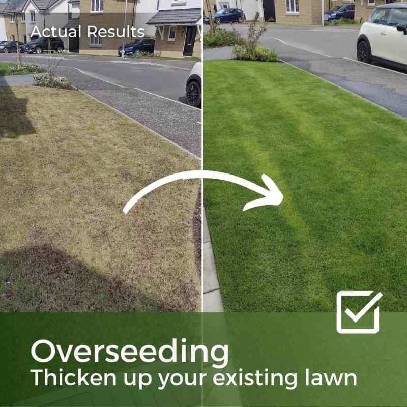 grass seed for overseeding