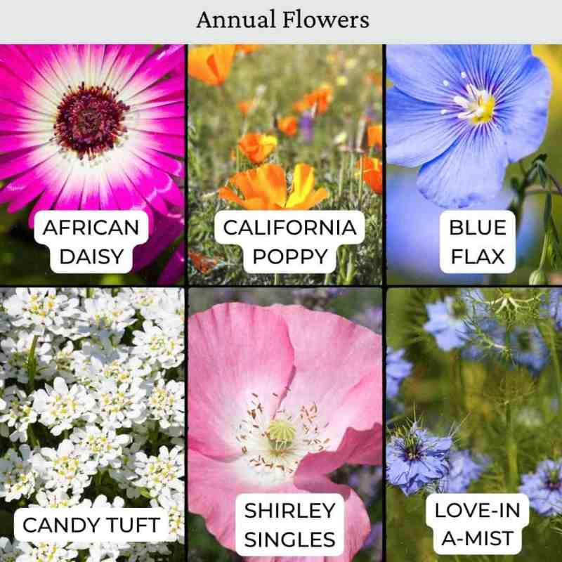 african daisy, california poppy, blue flax candytuft, shirley singles, love in a mist