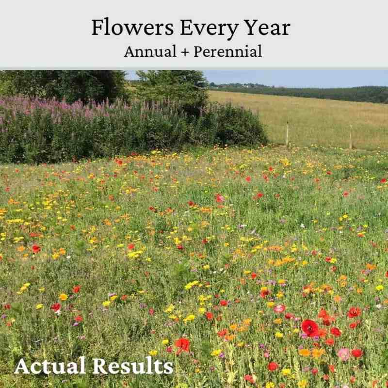 perennial wild flowers