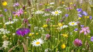 uk native wild flower seed mix in bloom