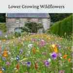 low growing wildflowers