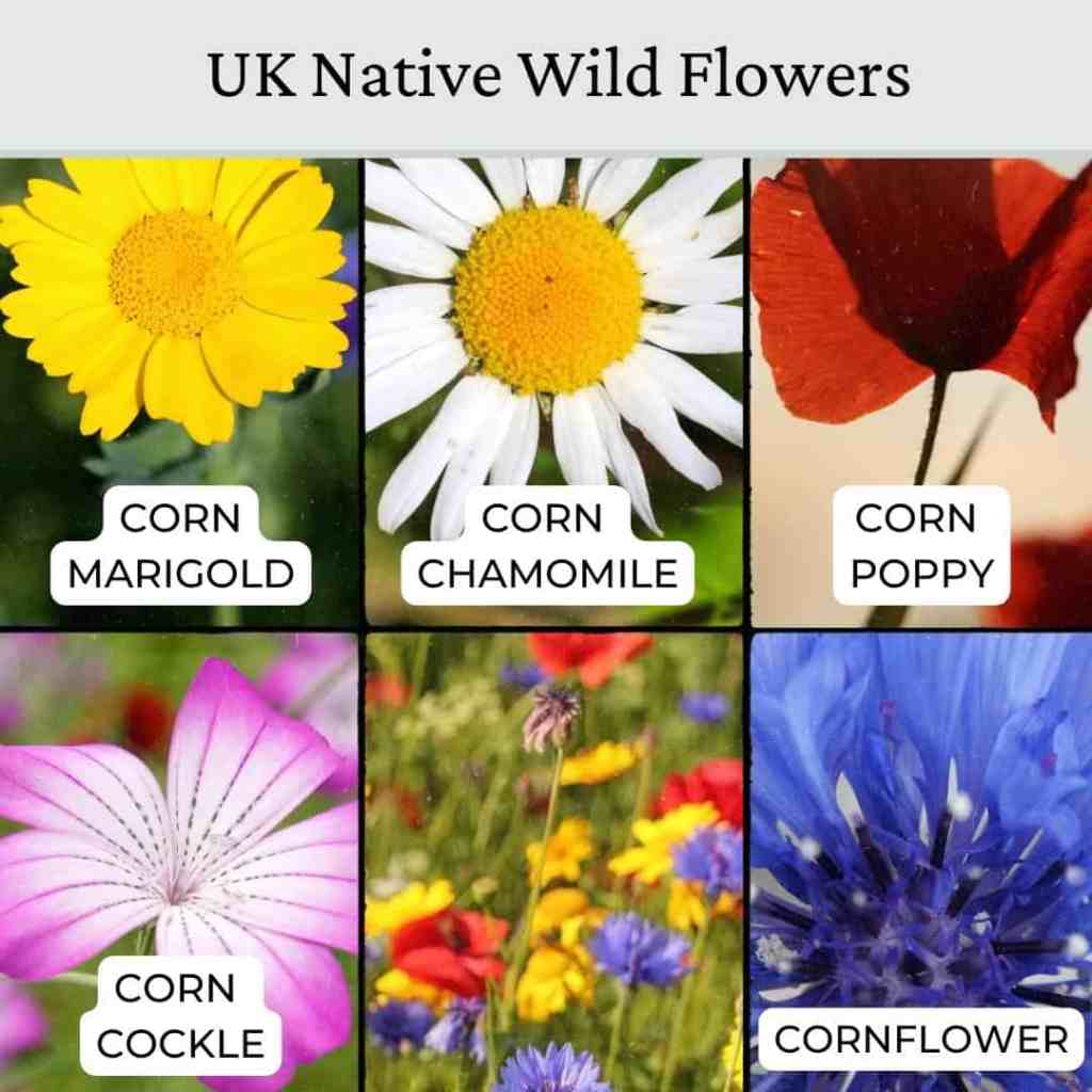 wildflower-cornfield-3