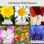 wildflower-cornfield-3