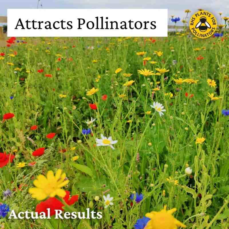 wildflower-cornfield-3