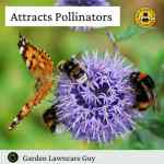 wildflower-premium-5 wildflower-pollinator