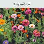 flower-zinnia (4a) zinnia elegans