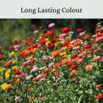 flower-zinnia (5) zinnia elegans