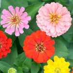 flower-zinnia (6) zinnia elegans