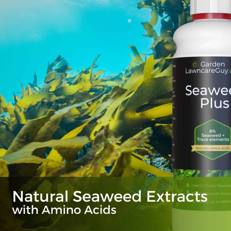 seaweed extracts