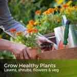 seaweed fertiliser for plants