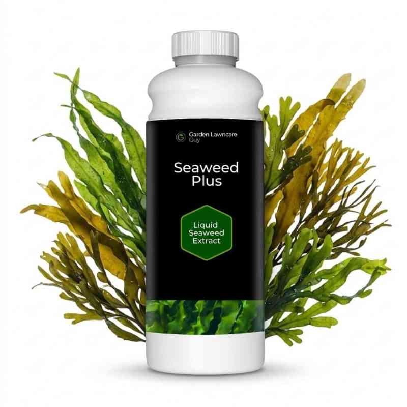 liquid seaweed for lawns