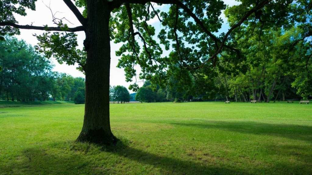 web-blog-shaded grass seed