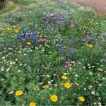 premium-wildflowers uk grass seed and wildflowers