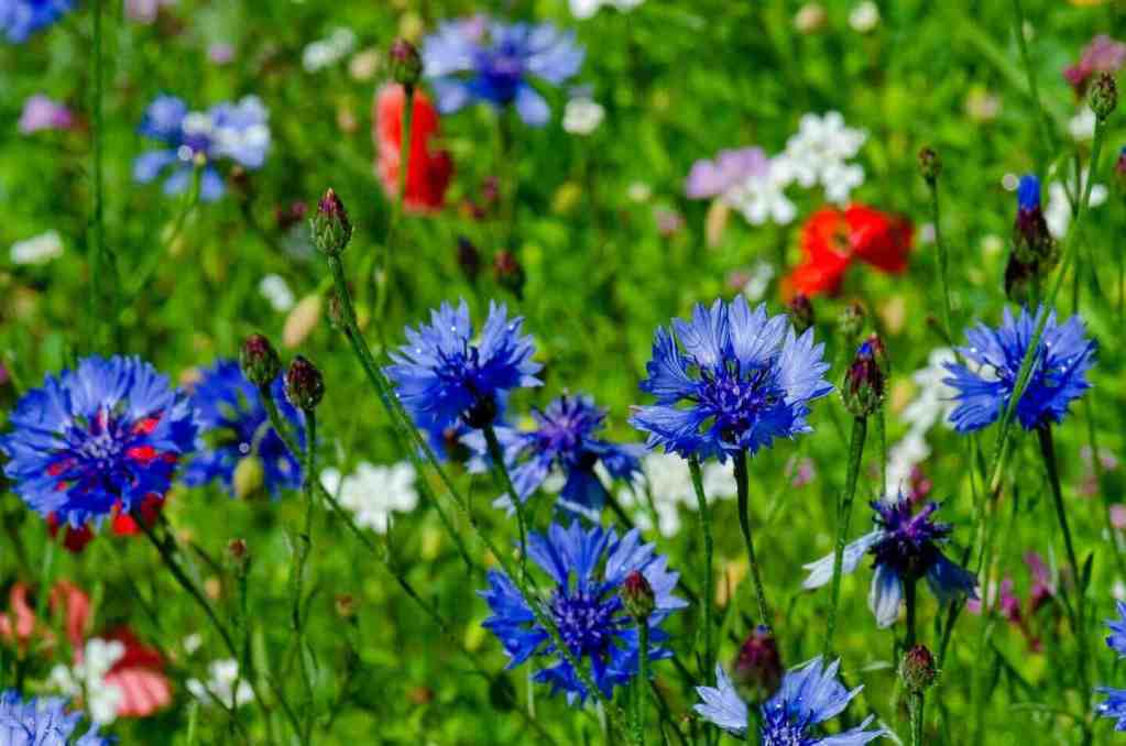 Image #1 from paul mcgreevy