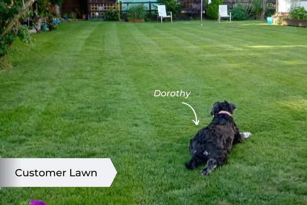 pet friendly lawn feed