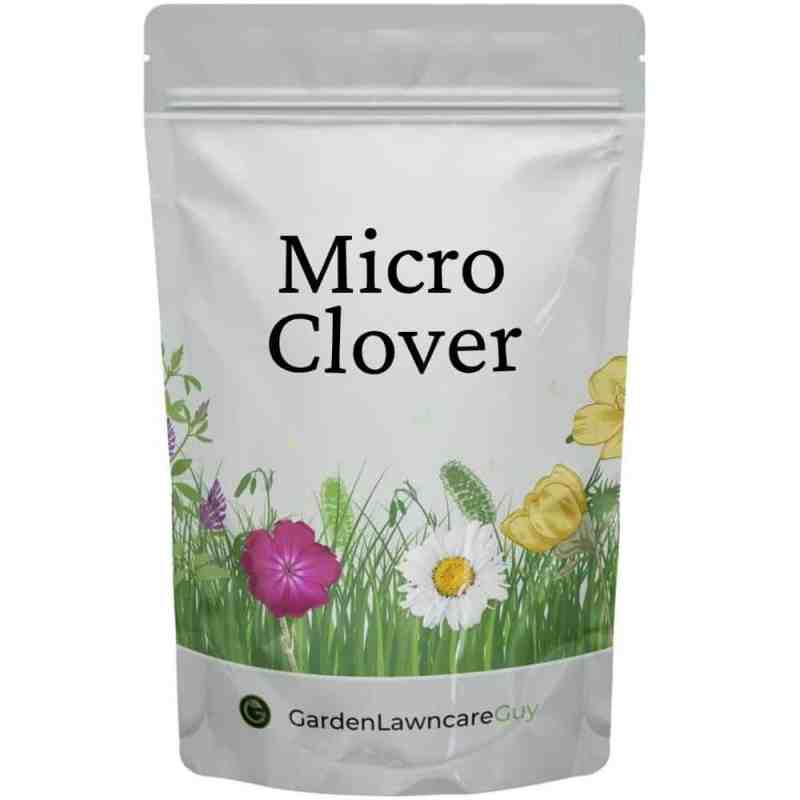 micro clover seeds for lawns