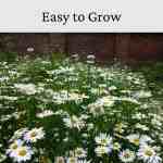 yellow daisy in a garden