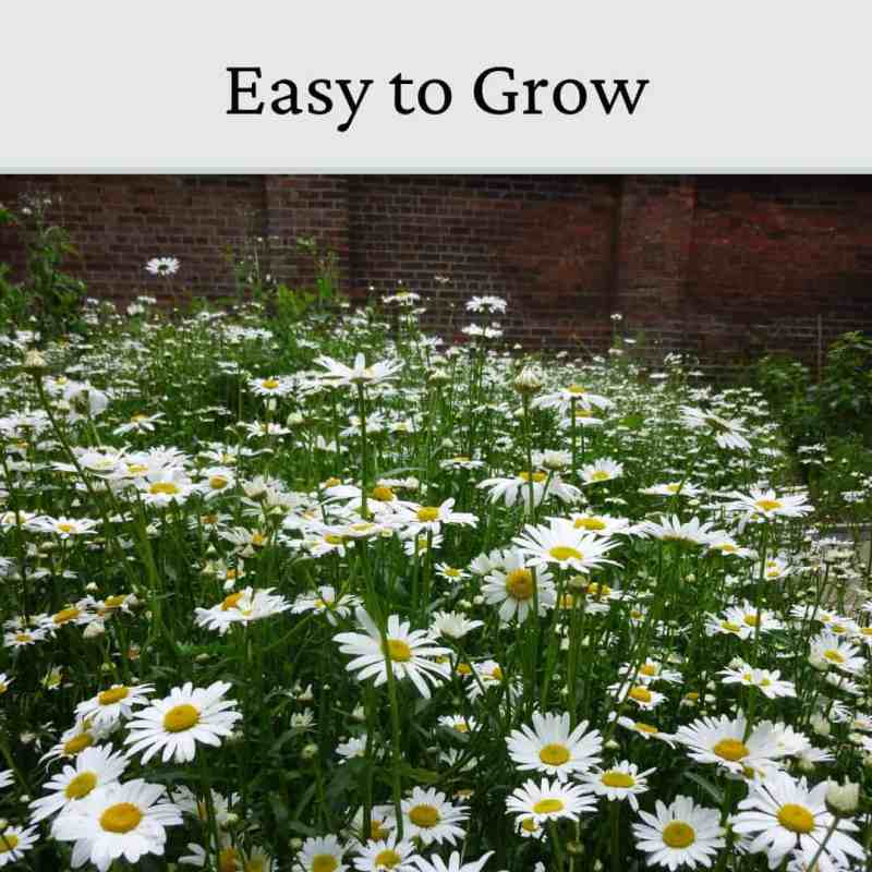 yellow daisy in a garden